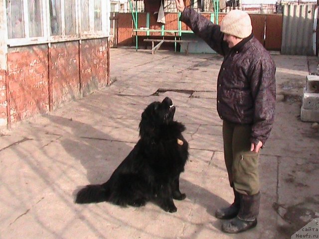 Фото: ньюфаундленд Linda-Meri Lin (Линда-Мери Лин), Lina SHershenevich (Лина Шершеневич)