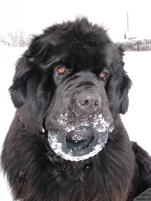 Фото: ньюфаундленд Ivan Tsarevich iz Tihogo Omuta (Иван Царевич из Тихого Омута)