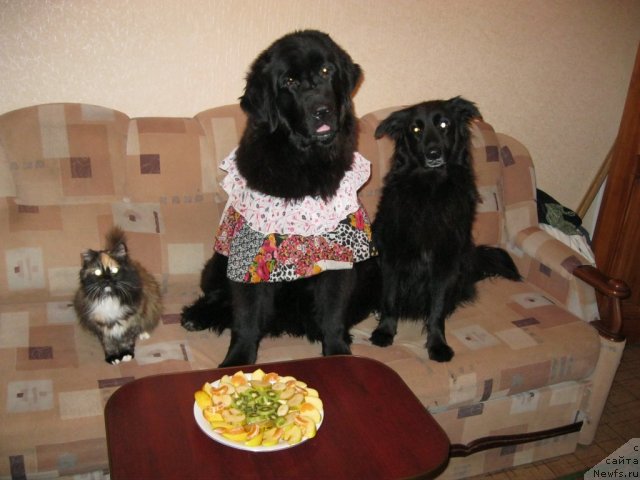 Фото: ньюфаундленд YUnona (Юнона)