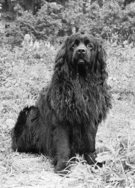 Фото: ньюфаундленд Lord Evdar (Лорд Евдар)
