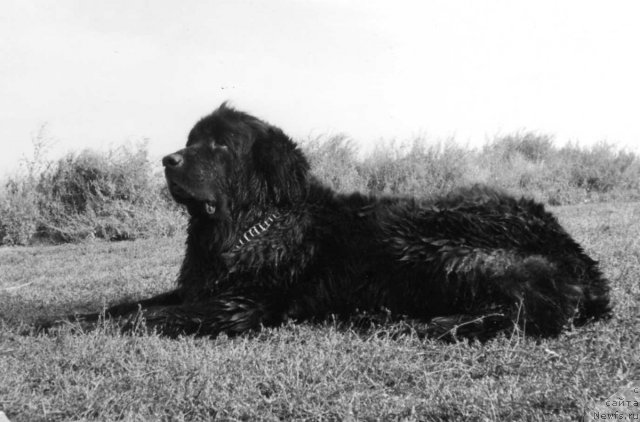 Фото: ньюфаундленд Rada (Рада)