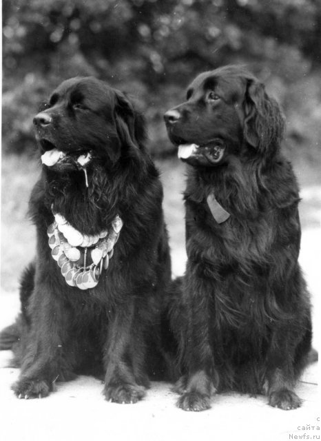 Фото: ньюфаундленд Julix (Юликс), ньюфаундленд Rada (Рада)