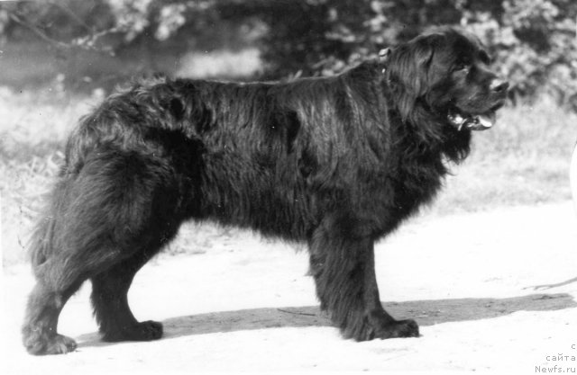 Фото: ньюфаундленд Julix (Юликс)