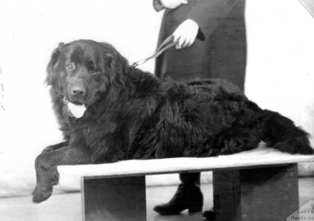 Фото: ньюфаундленд Martin Askri (Мартин Аскри)