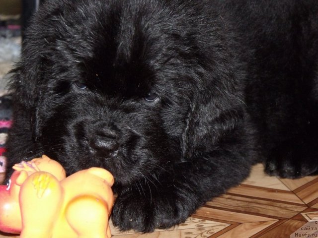 Фото: Кобель от, ньюфаундленд Neverine's Earthquaker, ньюфаундленд Toptyijka Siyanie ot Aysberga (Топтыжка Сияние от Айсберга)