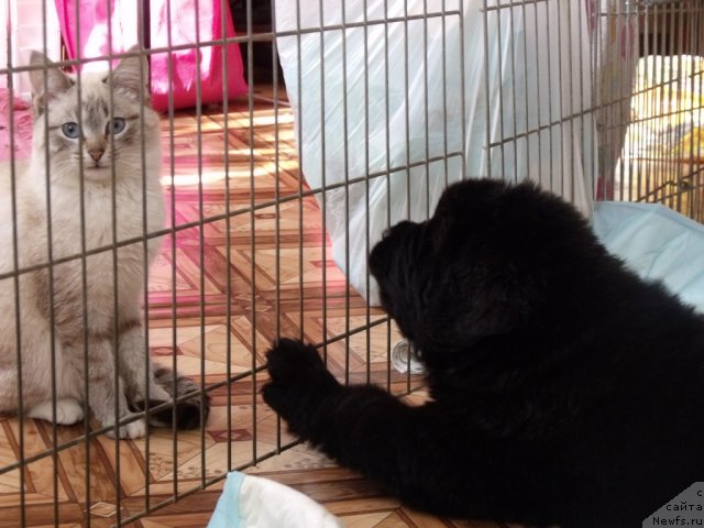 Фото: кобель от, ньюфаундленд Neverine's Earthquaker, ньюфаундленд Toptyijka Siyanie ot Aysberga (Топтыжка Сияние от Айсберга)