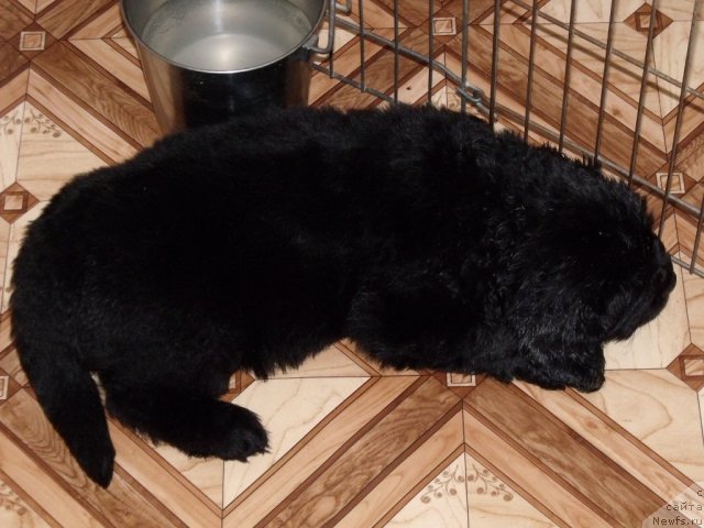 Фото: кобель от, ньюфаундленд Neverine's Earthquaker, ньюфаундленд Toptyijka Siyanie ot Aysberga (Топтыжка Сияние от Айсберга)