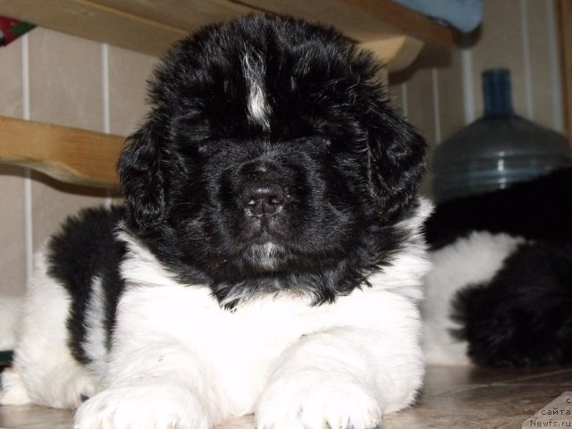 Фото: Жезл Монарха от, ньюфаундленд Neverine's Earthquaker, ньюфаундленд Toptyijka Siyanie ot Aysberga (Топтыжка Сияние от Айсберга)