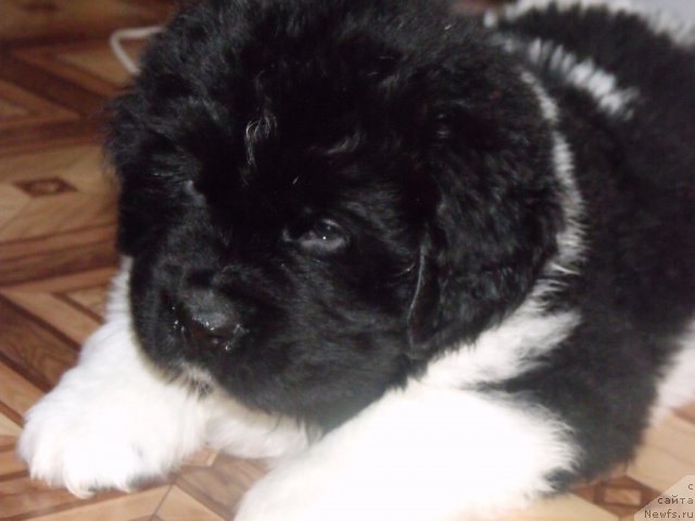 Фото: щенки от, ньюфаундленд Neverine's Earthquaker, ньюфаундленд Toptyijka Siyanie ot Aysberga (Топтыжка Сияние от Айсберга)