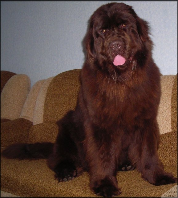 Фото: ньюфаундленд CHernyiy SHarm Abrikosovaya Karamel' (Черный Шарм Абрикосовая Карамель)