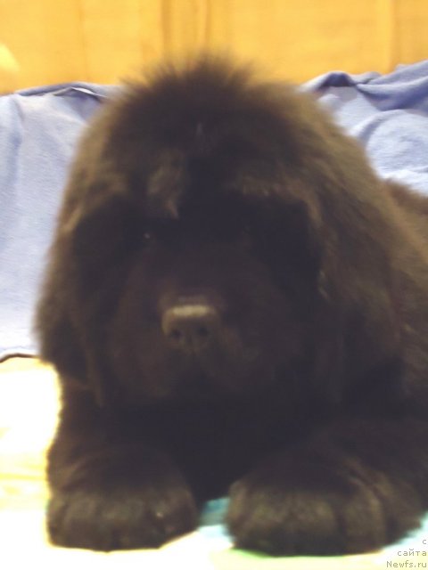 Фото: ньюфаундленд Uyutnaya Dolina Bassinda Glamur Lyeydi (Уютная Долина Бассинда Гламур Лэйди)