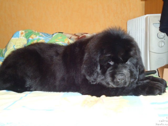 Фото: ньюфаундленд Uyutnaya Dolina Bassinda Glamur Lyeydi (Уютная Долина Бассинда Гламур Лэйди)