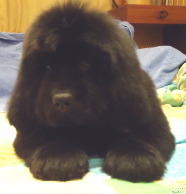 Фото: ньюфаундленд Uyutnaya Dolina Bassinda Glamur Lyeydi (Уютная Долина Бассинда Гламур Лэйди)