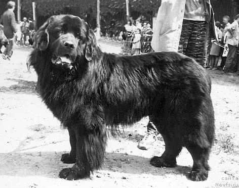 Фото: ньюфаундленд N'yu Alan Zomar Vol'f (Нью Алан Зомар Вольф)