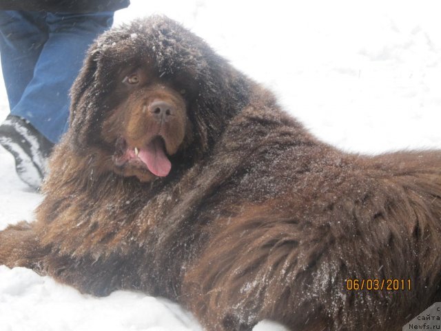 Фото: ньюфаундленд Komandor iz Medvej'ego YAra (Командор из Медвежьего Яра)
