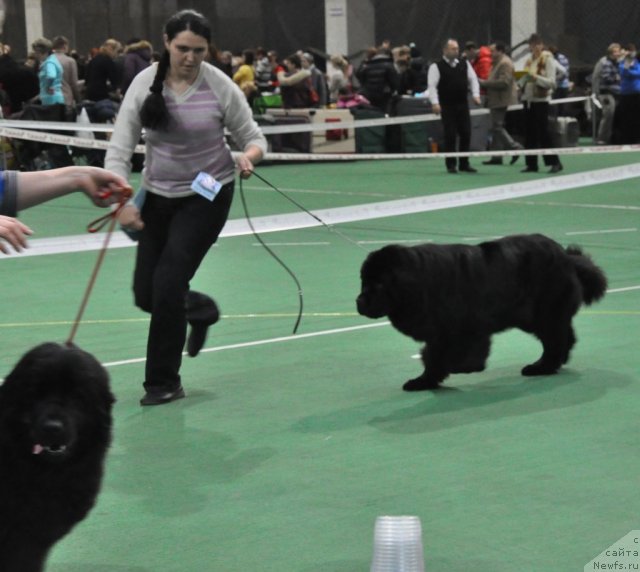 Фото: ньюфаундленд Myedjikal Oushen Evdokiya (Мэджикал Оушен Евдокия)