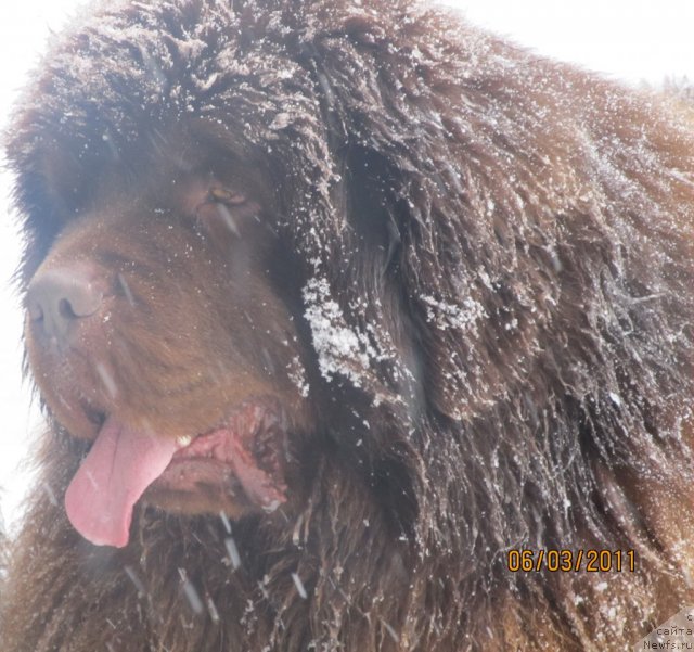 Фото: ньюфаундленд Komandor iz Medvej'ego YAra (Командор из Медвежьего Яра)
