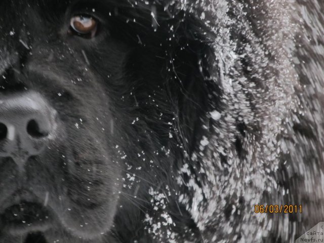 Фото: ньюфаундленд Ih Vyisochestvo Vladlena Madjiks (Их Высочество Владлена Маджикс)