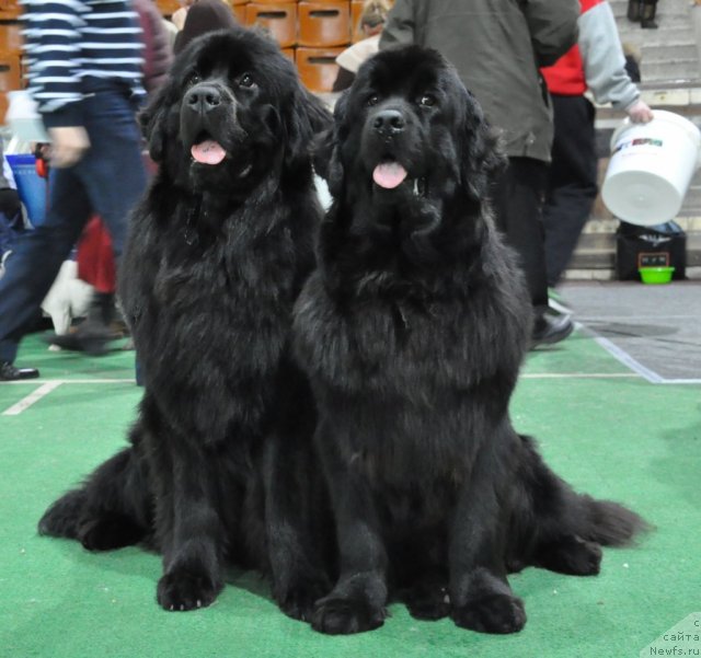 Фотография № 61212