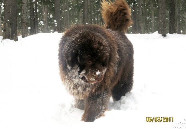 Фото: ньюфаундленд Komandor iz Medvej'ego YAra (Командор из Медвежьего Яра)