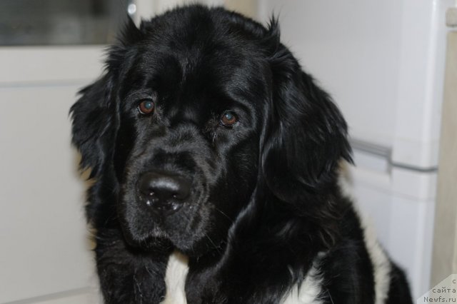 Фото: ньюфаундленд Kiper Soul Jemchujina Belaya (Кипер Соул Жемчужина Белая)