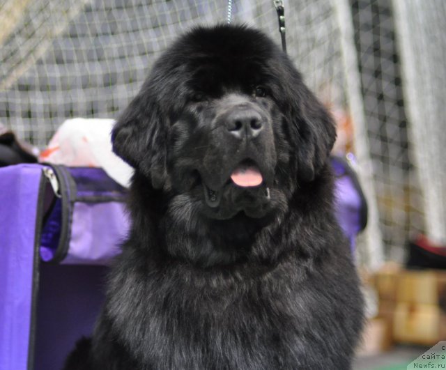 Фотография № 61232