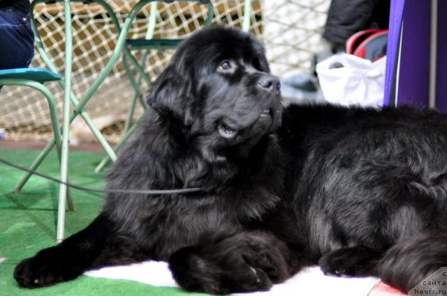 Фотография № 61234