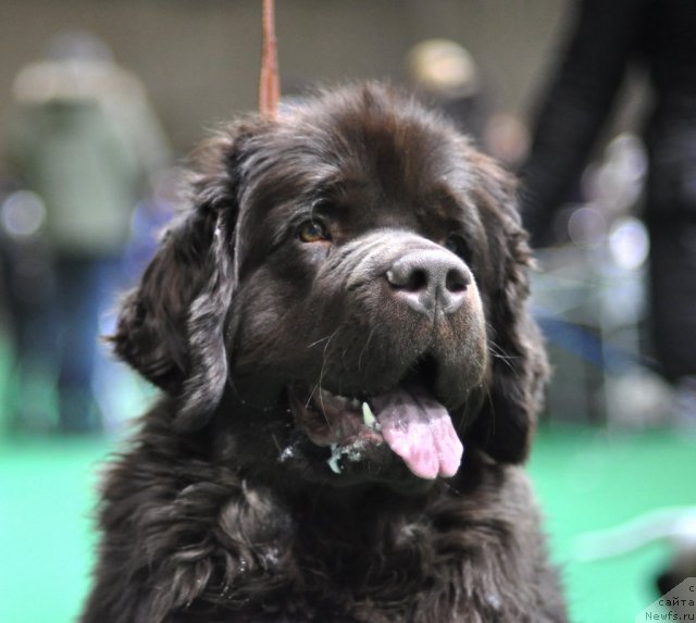 Фотография № 61239