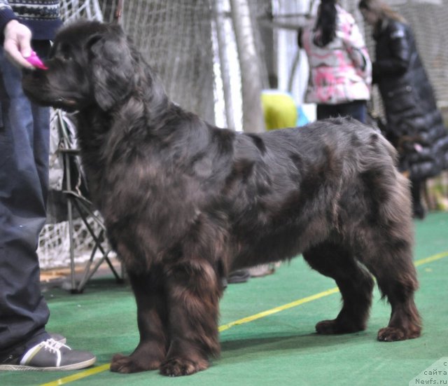 Фото: ньюфаундленд Djakonda (Джаконда)
