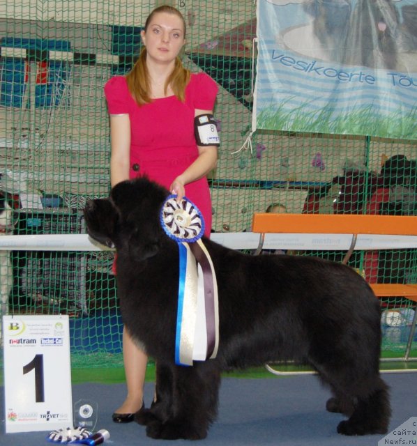 Фото: ньюфаундленд Bowaters Braveheart Nuo Ozo Kalvu, Margarita Racinene (Маргарита Рацинене)