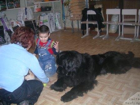 Фото: ньюфаундленд Akvatoriya Kelvin Impressario (Акватория Келвин Импрессарио), Ян