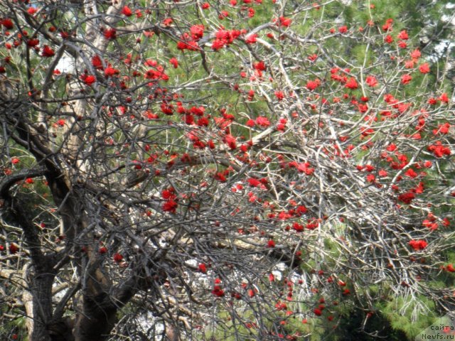 Фотография № 61296