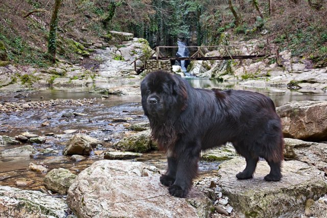 Фото: ньюфаундленд Potap Fidel' (Потап Фидель)