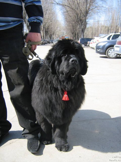 Фото: ньюфаундленд Di-Di (Ди-Ди)