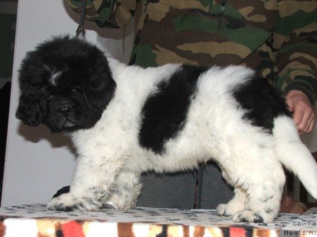 Фото: ньюфаундленд Plushevaya Panda Ty Moj Kapriz (Плюшевая Панда Ты Мой Каприз)