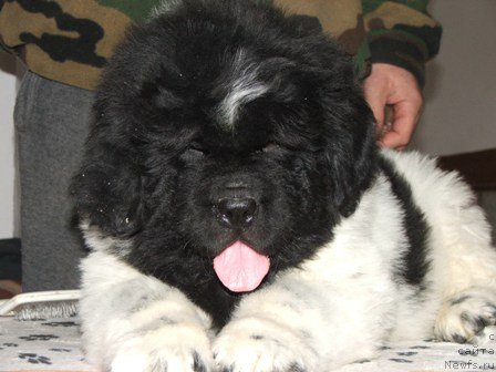 Фото: ньюфаундленд Plushevaya Panda Ty Moj Kapriz (Плюшевая Панда Ты Мой Каприз)