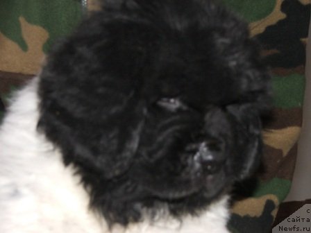 Фото: ньюфаундленд Plushevaya Panda Todes (Плюшевая Панда Тодес)