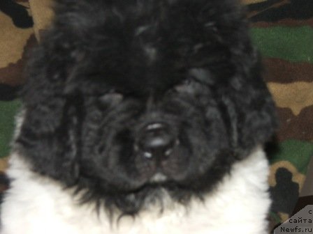 Фото: ньюфаундленд Plushevaya Panda Todes (Плюшевая Панда Тодес)