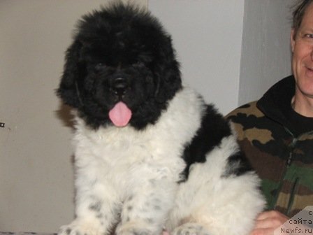 Фото: ньюфаундленд Plushevaya Panda Todes (Плюшевая Панда Тодес)