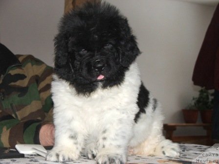 Фото: ньюфаундленд Plushevaya Panda Todes (Плюшевая Панда Тодес)