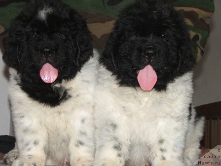 Фото: ньюфаундленд Plushevaya Panda Todes (Плюшевая Панда Тодес)