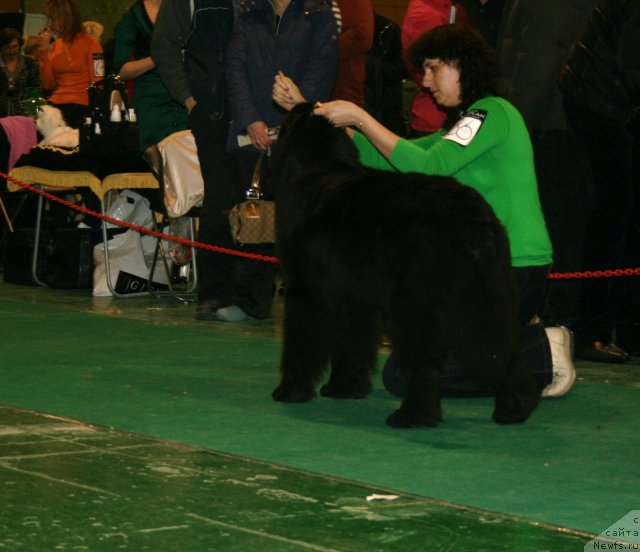 Фото: ньюфаундленд Only For You Tender Ebony