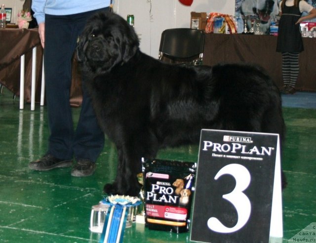 Фото: ньюфаундленд Fiamettahauz Monaco Princess (Фиаметтахауз Монако Принцесс)