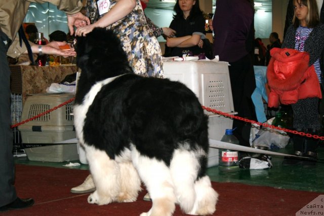 Фото: ньюфаундленд Chatkantarra Taro