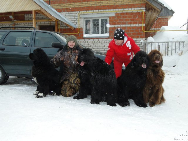 Фото: Svetlana Permyakova (Светлана Пермякова), ньюфаундленд Baloven' Sud'byi (Баловень Судьбы), ньюфаундленд N'yufort Lunnyiy Barhat (Ньюфорт Лунный Бархат), ньюфаундленд Barhatka Roskoshnaya (Бархатка Роскошная), ньюфаундленд Blestyaschaya Brina (Блестящая Брина), ньюфаундленд Bol'shaya Udacha (Большая Удача), Перевышина Наташа.