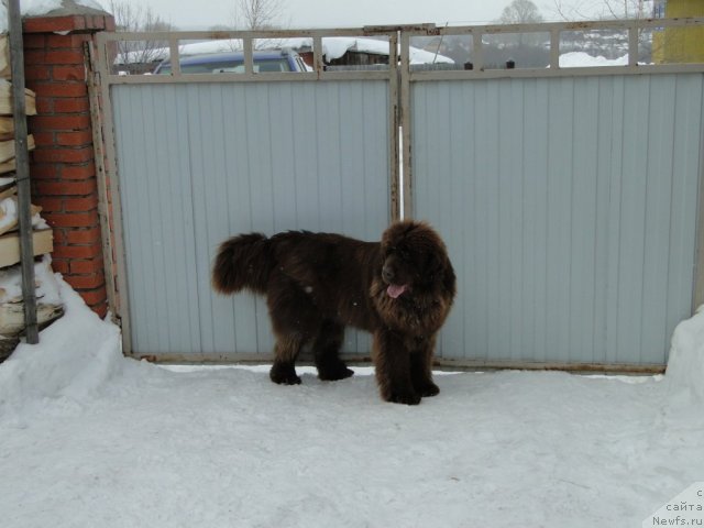 Фото: ньюфаундленд Barhatka Roskoshnaya (Бархатка Роскошная)