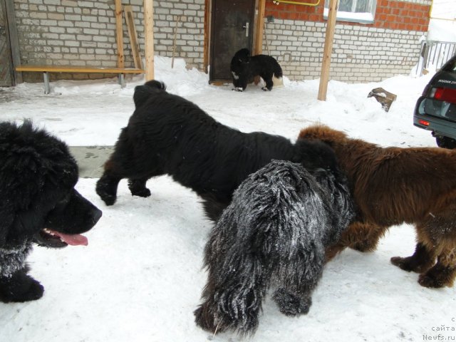 Фото: ньюфаундленд Baloven' Sud'byi (Баловень Судьбы), ньюфаундленд N'yufort Lunnyiy Barhat (Ньюфорт Лунный Бархат), ньюфаундленд Barhatka Roskoshnaya (Бархатка Роскошная), ньюфаундленд Blestyaschaya Brina (Блестящая Брина), ньюфаундленд Bol'shaya Udacha (Большая Удача)