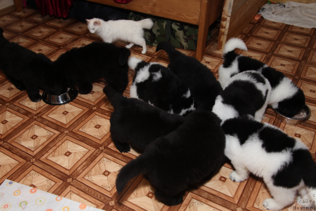 Фото: щенки от, ньюфаундленд Neverine's Earthquaker, ньюфаундленд Toptyijka Siyanie ot Aysberga (Топтыжка Сияние от Айсберга)