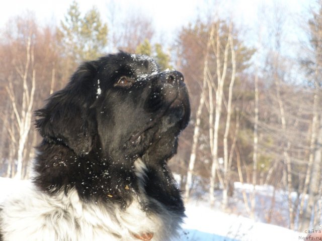 Фото: ньюфаундленд Akvian Song Zest Beautiful (Аквиан Сонг Зест Бьютифул)