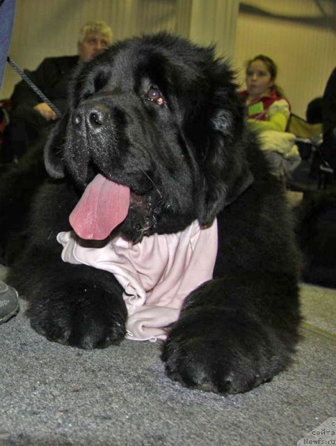 Фото: ньюфаундленд Ark Veles (Арк Велес)